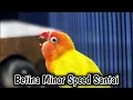 Download Lagu Masteran Lovebird Betina Konslet Speed Lambat Ampuh Cetak Durasj Panjang