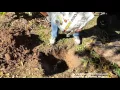 Quick inexpensive way to build a healthy living soil with Shamus O Leary