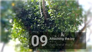 Attack The Ivy Part One Of Many 