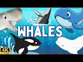 Learning video About whales for kids | Amazing Whale Facts for Kids| Fun \u0026 Educational whales Video