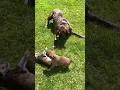 Tank the Stud and his Boxer pups