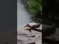 Download Lagu real mermaid sightings#shortvideo #mermaid #putriduyung #shorts