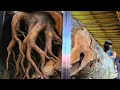Download Lagu Zagen van hout Monster mooi geaderd bij zagerij