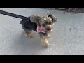 Voyager Step in Air Dog Harness All Weather Mesh Step in Vest Harness Review