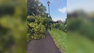 Lakeshore Park sees tree damage on trail
