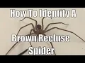 How to identify a brown recluse spider