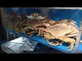 The 900 00 King Crab at O Mandarin Chinese Restaurant in Hicksville NY
