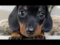 Playful dachshund puppies