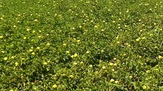 ارضنا الجميله 