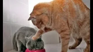 Download 10 Menit Video Tingkah Lucu Kucing Bikin Ketawa Ngakak MP3