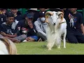 Download Lagu KERAMAIAN KONTES DOMBA GARUT || Bule Dogar Kota Bandung