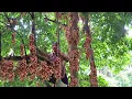 Download Lagu Living off the grid: Harvest wild strawberries - a delicious fruit. Plant more pineapples.