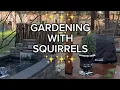 GARDENING WITH SQUIRRELS Planting beans