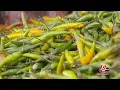 Mediterranean flavors bloom at Siena Farms