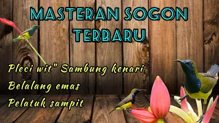 masteran sogon materi pleci belalang mas dan pelatuk sampit 3in1 