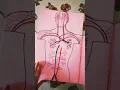 Interesting TLM for Human anatomy