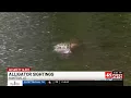 Alligators spotted near Huntsville neighborhoods