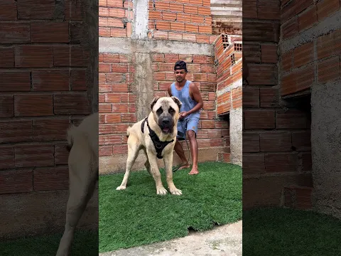 #kangal