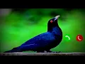 Download Lagu New Bard ringtone/kokil pakhir dak ringtone/Audio tone Factory