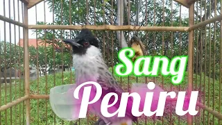 Download sang raja masteran.. buat pancingan burung kutilang yg susah meniru burung lain MP3