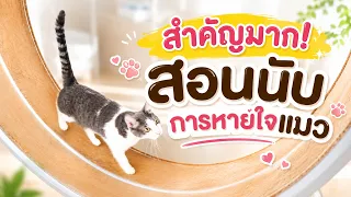 สอนนับอัตราการหายใจของแมวเบื้องต้น