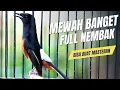 Lagu MURAI BATU GACOR FULL ISIAN TEMBAKAN MEWAH AMPUH MEMANCING MURAI BATU BONGKAR ISIAN