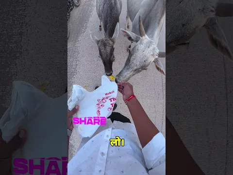 Road Par Gay Mata Aur Bachda Mil Gaye 😢 Phir Jo Hua, Socha Nahi Tha… ❤️ #shorts #cow #help #humanity