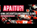 Lagu ISTILAH ISTILAH PADA IKAN KOI, ISTILAH F1,KIWA,SASI PADA IKAN KOI ❗PENTING ❗❓