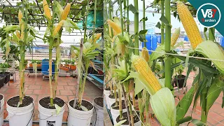 Download How to grow sweet corn in container from seed to harvest MP3