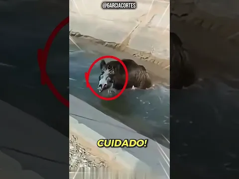 Nunca Hagas Esto Cerca de Estos Animales #peligroso #animales #naturalezasalvaje