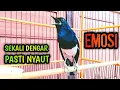 Lagu SEKALI DENGAR PASTI NYAUT EMOSI BIKIN GACOR KACER LAIN  !! PANCINGAN KACER GACOR PASTI NYAUT AMPUH.