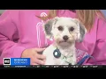Pet Rescue Spotlight Northbrook s Border Tails