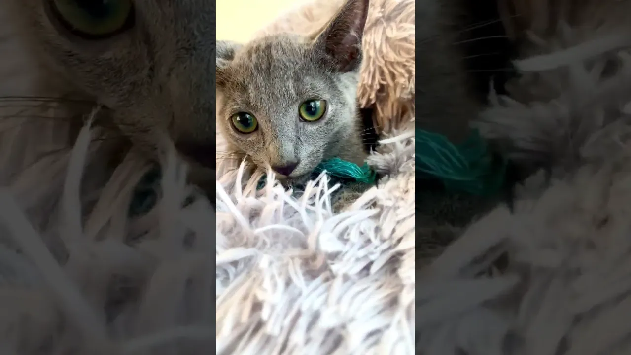 動画