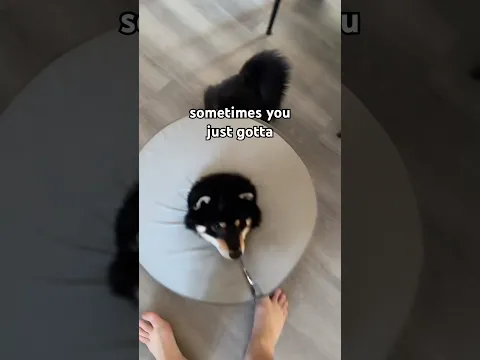 hungry? dog.