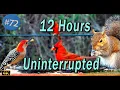 TV for Cats 12 Hours of Birds and Squirrels Feeder Uninterrupted CatTV