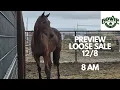 Bowie Horse Auction Loose Dec 8th