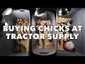 Buying 1 Chicks at Tractor Supply