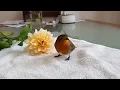 Download Lagu Robin bird in our garden