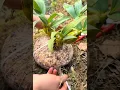 Download Lagu growing dendrobium nobile orchid plant with let's use simple techniques video🌱🌱🌱 #orchid #plants