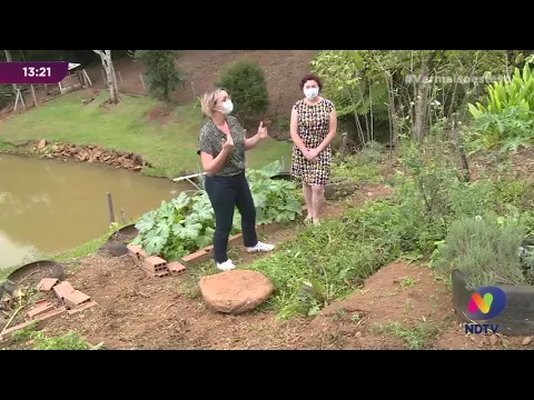 Você conhece as pancs? Plantas são alternativa para a alimentação