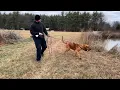 Meet Dare RCPD s First Police Bloodhound
