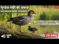 Lagu Moorhen Bird Sounds \u0026 Calls! | Listen to this Unique Water Bird