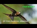 Download Lagu Piro panggil anakan walet bening stereo