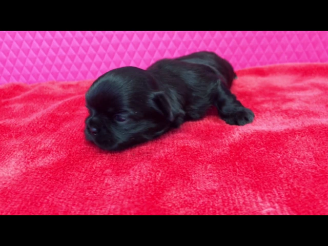 動画