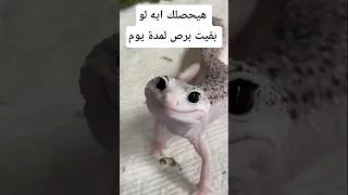 هيحصلك إيه لو بقيت برص يوم واحد معلومات اكسبلور Animals Facts Wildlife معلومات غريبة 