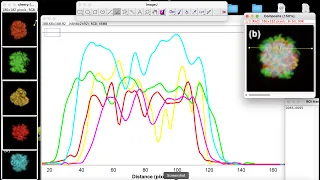 plot profile intensity for four fluorescent image in ImageJ how to plot profile intensity in imageJ