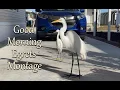 Good Morning Egrets vo16 Montage