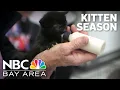 Bay Area kitten season in full bloom