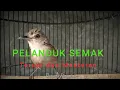 Download Lagu Terapi dan masteran pelanduk semak dengan kombinasi suara air dan alam