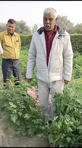मुजफ्फरपुर के किसान के खेतों में कैसे लहलहाई आलू की फसल | वनइंडिया हिंदी